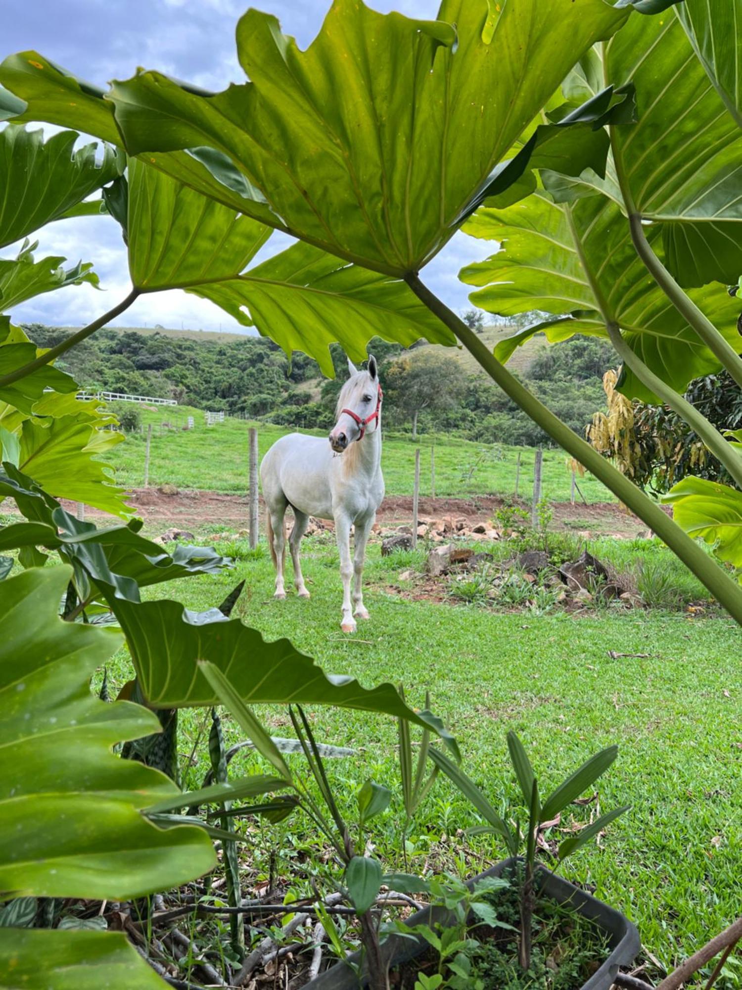 Fazenda do Engenho Santa Rita do Rio Abaixo Exterior foto
